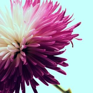 Meet your Posher, Kira